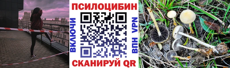Купить закладки  Богородск  Псилоцибиновые грибы Psilocybe 